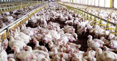 Gripe aviar: Prohíben vender, trasladar y exhibir aves en todo el país
