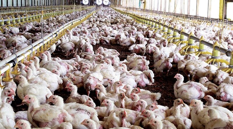 Gripe aviar: Prohíben vender, trasladar y exhibir aves en todo el país
