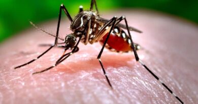 San Fernando brinda consejos para la prevención del dengue en los hogares
