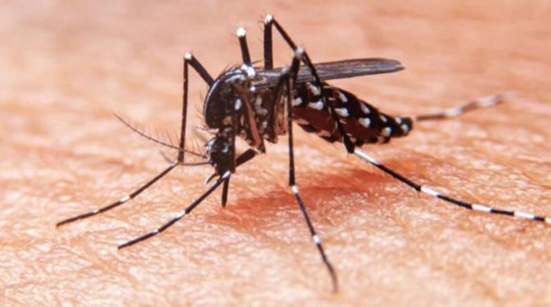 Tecnología nacional para combatir el dengue